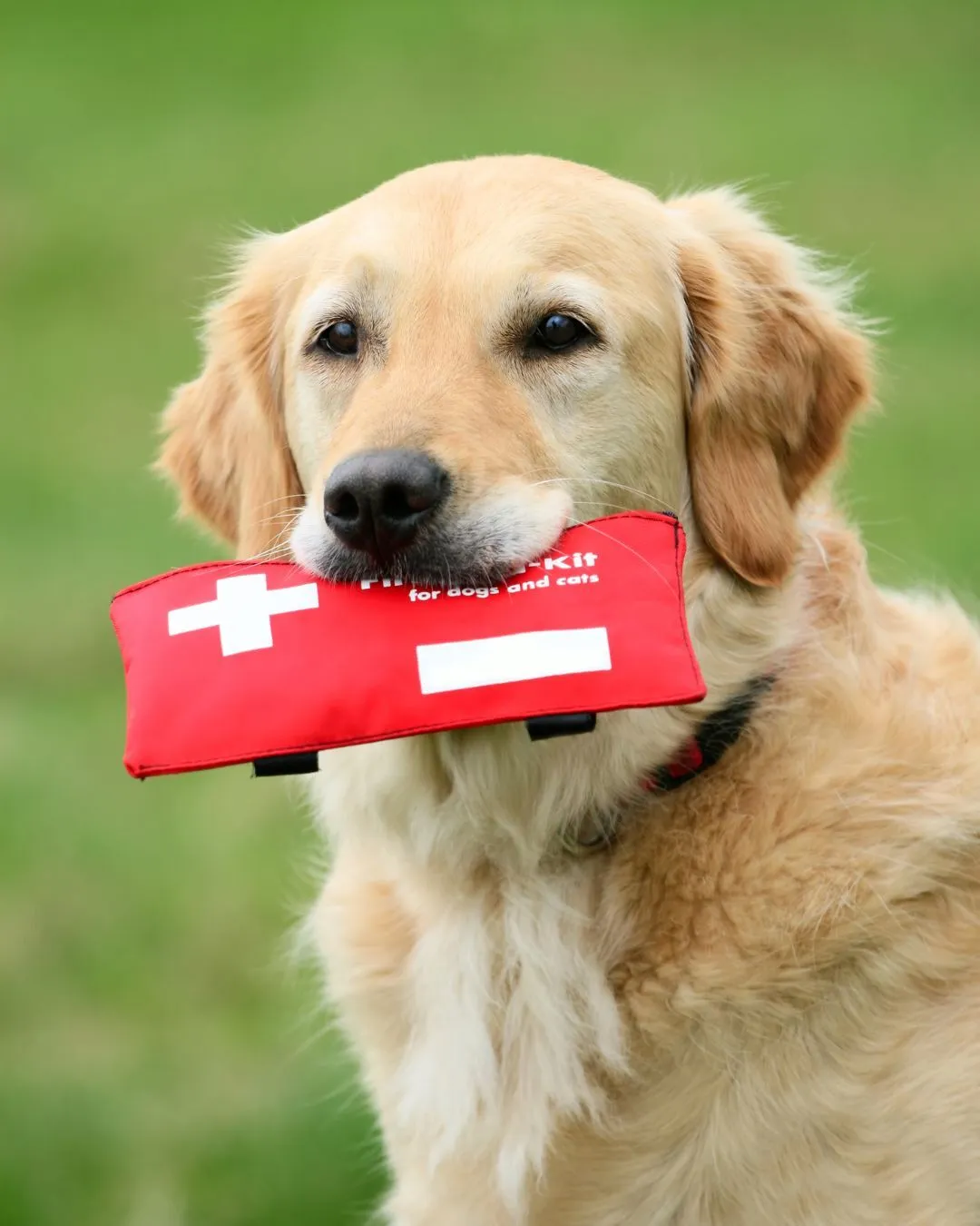 Forsta hjalpen hund