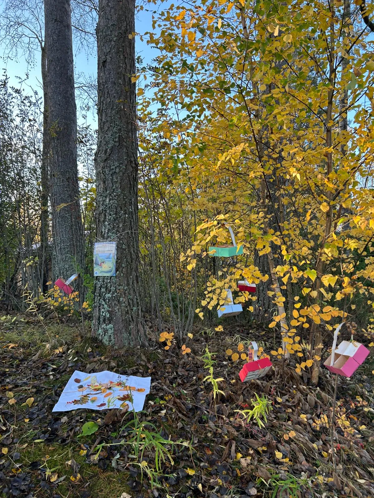 Insektssafari3
